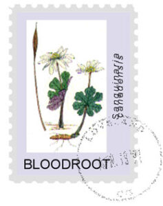 A Tribute to Six Medicinal Plants Image
